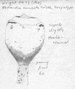 Vorschaubild Nectandra cuneata Griseb.